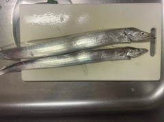 タチウオの釣果