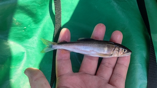 アユの釣果