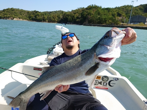 スズキの釣果