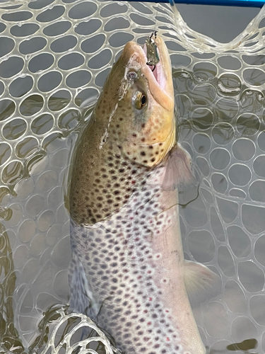 ブラウントラウトの釣果