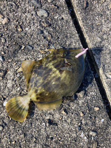 カワハギの釣果