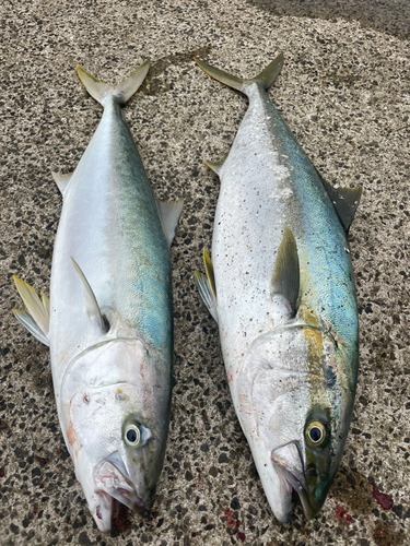 ヒラマサの釣果