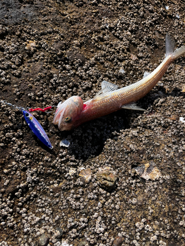 エソの釣果