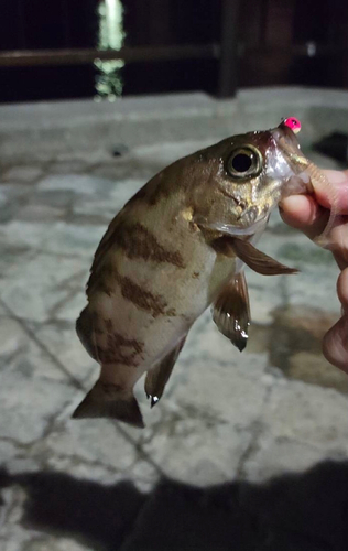 シロメバルの釣果