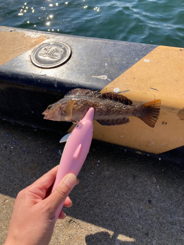 アイナメの釣果