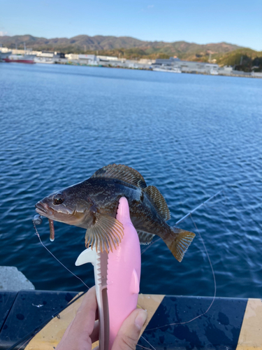 アイナメの釣果