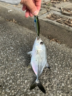 メッキの釣果