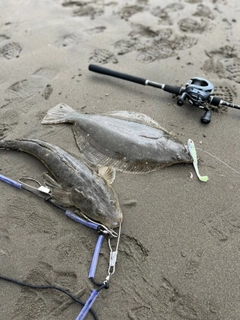 ヒラメの釣果