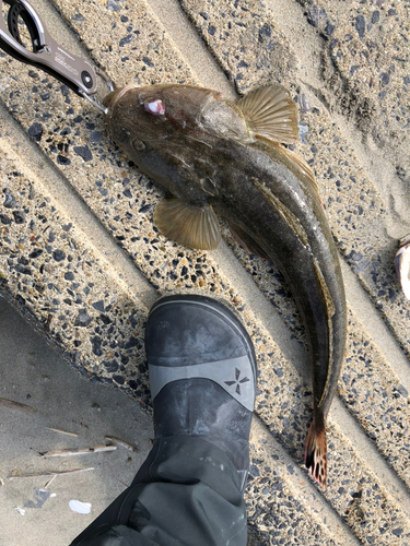 マゴチの釣果