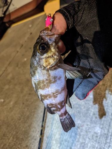 シロメバルの釣果