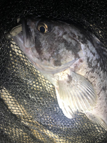 クロソイの釣果