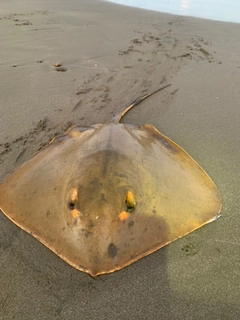 アカエイの釣果