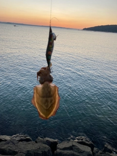 コウイカの釣果