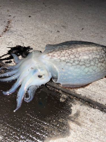 シリヤケイカの釣果