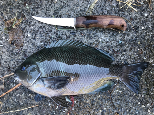 メジナの釣果