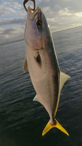 イナダの釣果