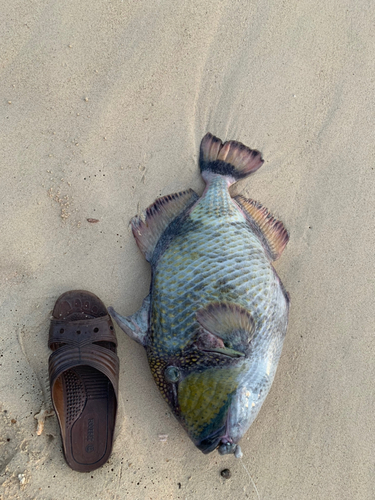 ゴマモンガラの釣果