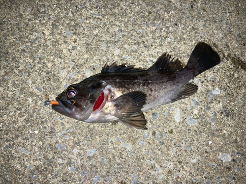 クロソイの釣果