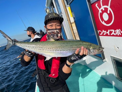 サワラの釣果