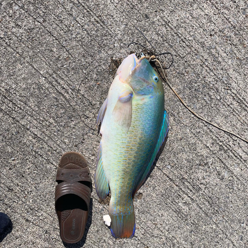 マクブの釣果