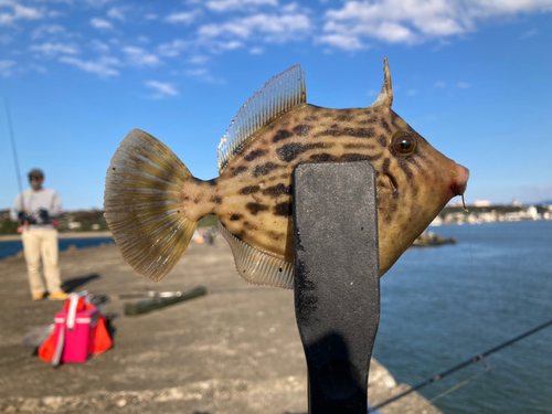 カワハギの釣果