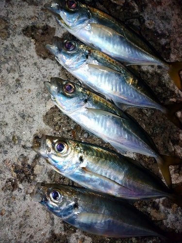 アジの釣果