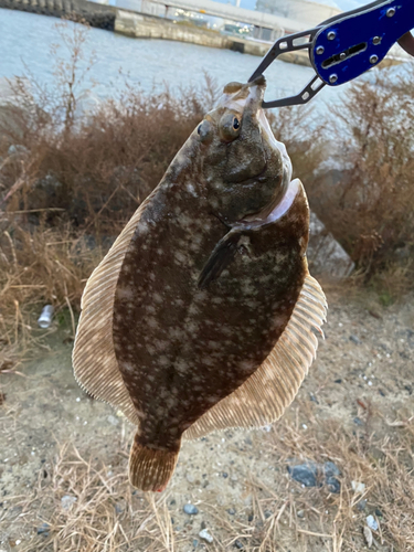 マコガレイの釣果