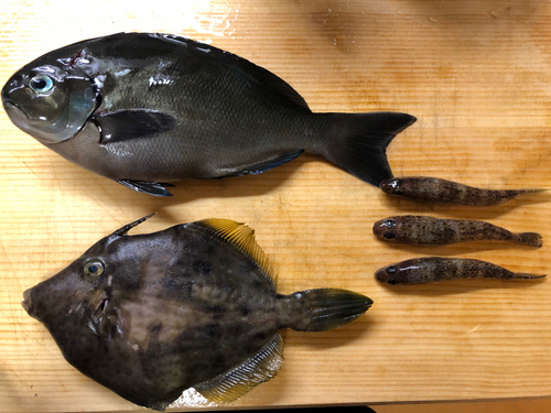 カワハギの釣果