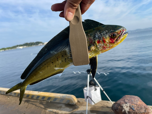 シイラの釣果