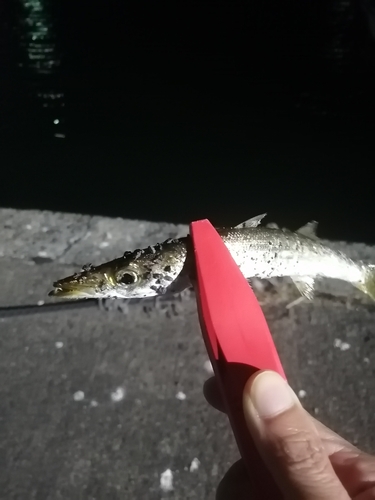 カマスの釣果