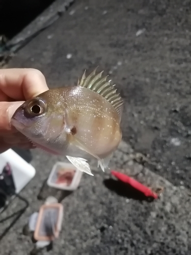 チャリコの釣果