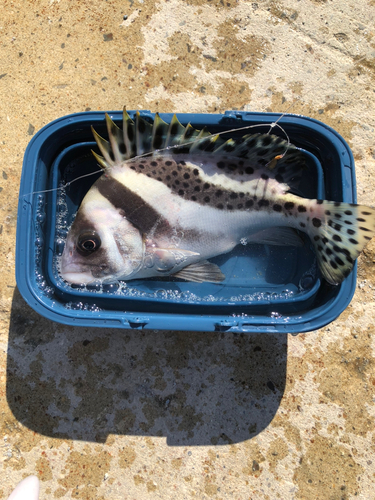 コショウダイの釣果