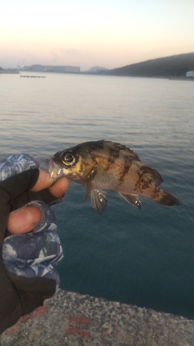 メバルの釣果