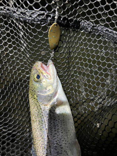 トラウトの釣果