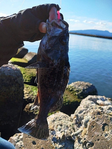 クロソイの釣果