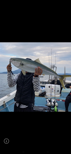 ブリの釣果