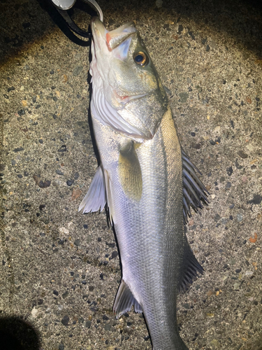 スズキの釣果