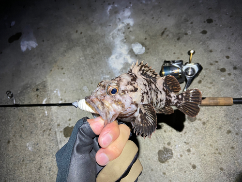 オウゴンムラソイの釣果