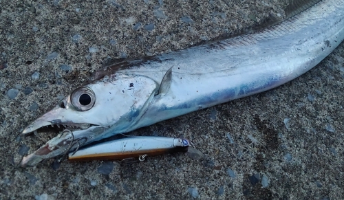 タチウオの釣果