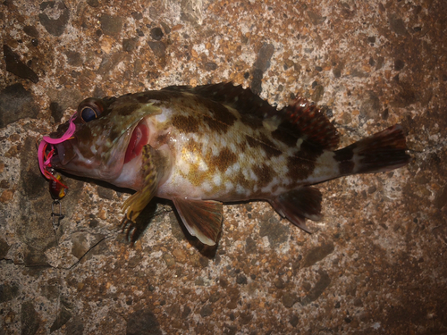 カサゴの釣果