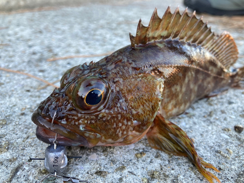 カサゴの釣果