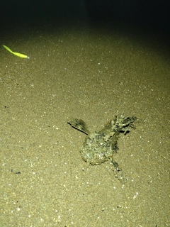 オニオコゼの釣果