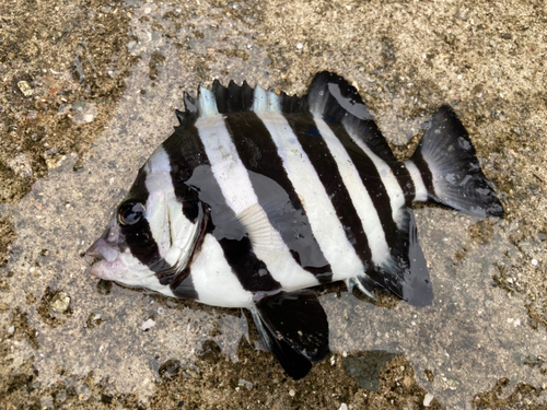 サンバソウの釣果