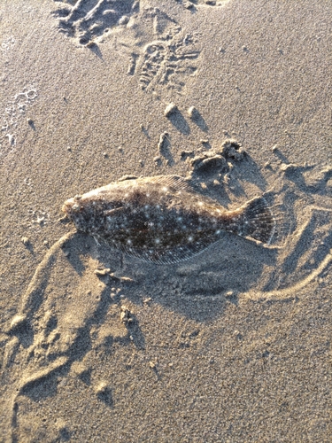 ソゲの釣果