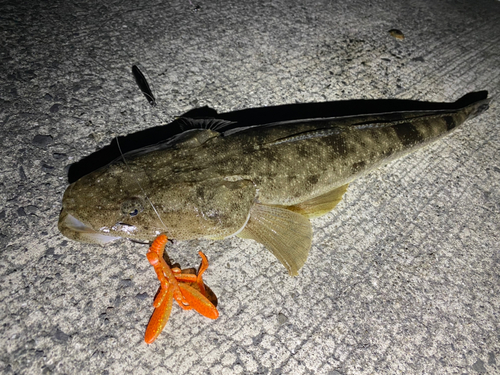 マゴチの釣果