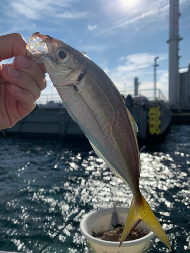 マアジの釣果