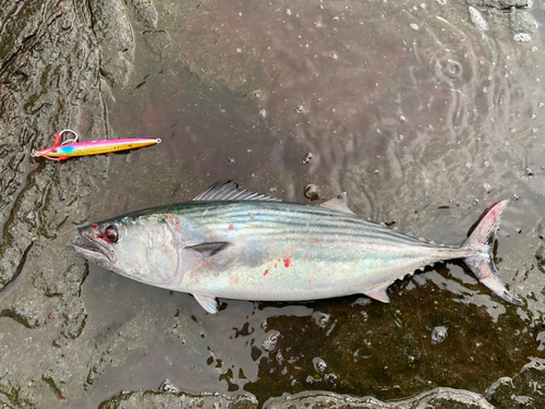 ハガツオの釣果