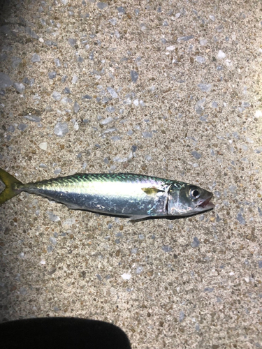 サバの釣果