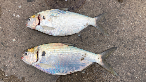 アシチンの釣果