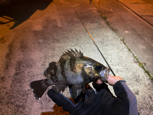 メバルの釣果